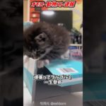 新しいダイエットかな？ #海外 #動物