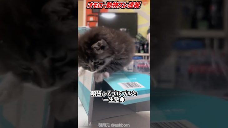 新しいダイエットかな？ #海外 #動物