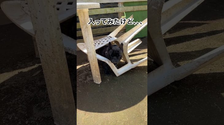 出られなくなって固まる奴#フレブル #フレンチブルドッグ #おもしろ #かわいい #ペット