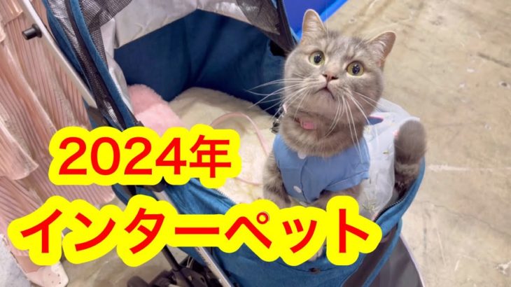 【インターペット】日本最大級のペットイベントを満喫している猫が可愛すぎた…