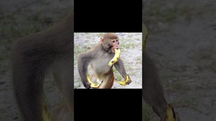 バナナ×スプライトで絶対に吐くらしい #フィッシャーズ #バナナ