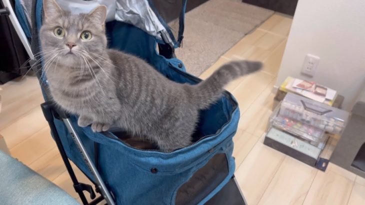 インターペットに行きたくて、自らペットカートに乗り込む猫が可愛すぎた…