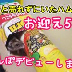 ペットショップで2歳まで売れずにいたハムスターをお迎えした5日目/はじめての部屋んぽ