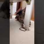 ダイエットに励むアザラシ#ほたて君#元ボス猫#7.8kg#ダイエット中#ヘアゴムダイエット