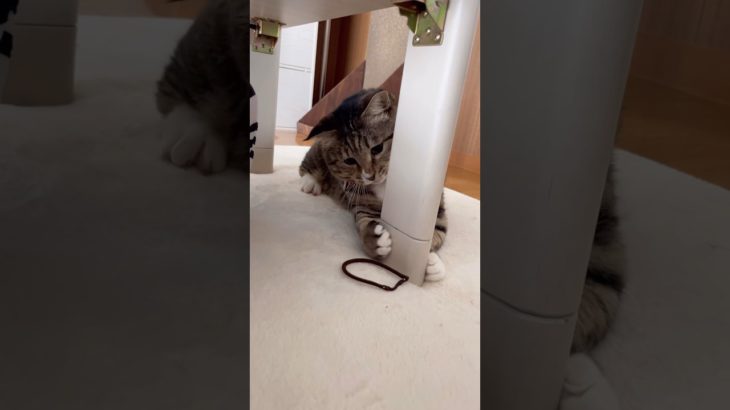 ダイエットに励むアザラシ#ほたて君#元ボス猫#7.8kg#ダイエット中#ヘアゴムダイエット