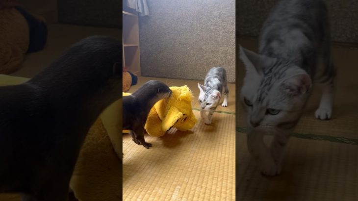 Friends Otter and Cat #otter  #animals  #shorts   #cat  #pet   #zoo  #カワウソ  #ペット