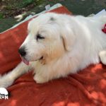 謎メイク再び？不思議なメイクの原因を未だ明かさないルンルンです　Great Pyrenees　グレートピレニーズ