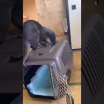 Otter koko-chan expedition! #animals  #otter  #shorts  #pet  #カワウソ  #ペット  #cute  #kitten  #short