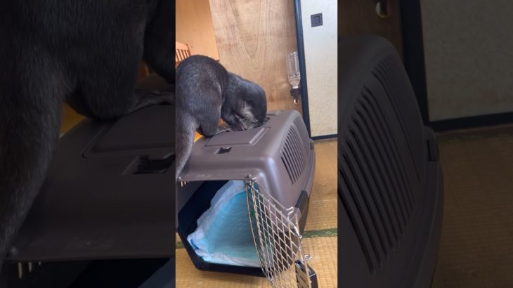 Otter koko-chan expedition! #animals  #otter  #shorts  #pet  #カワウソ  #ペット  #cute  #kitten  #short