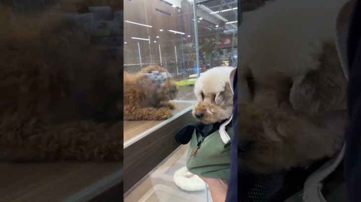 ペットショップ Pet Shop #shorts