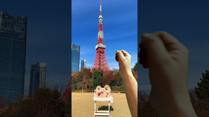 お出掛け楽しいねー♪#dog #犬 #ペット #fyp