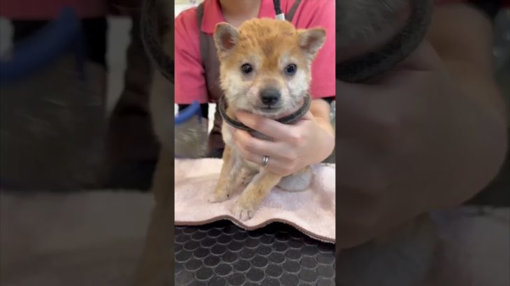 初めてのトリミングで、、、#ペット #小豆柴 #子犬 #柴犬 #豆柴 #dog #豆柴 #puppy #愛犬