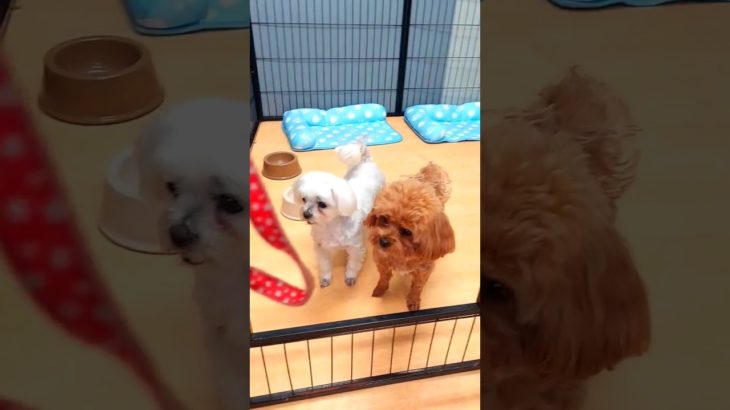 【親子ペットホテル中編】リードを見せたら大喜びのマルチーズとマルプー！#マルチーズ #マルプー #トイプードル #maltese #toypoodle #shorts