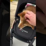 元気に生きるんだぞ～！！ #pettena #柴犬 #ペット #ペット用品 #かわいい #ペットカート #stroller