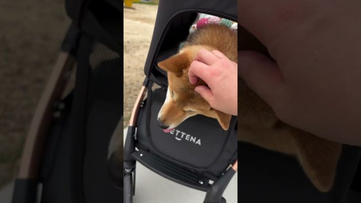 元気に生きるんだぞ～！！ #pettena #柴犬 #ペット #ペット用品 #かわいい #ペットカート #stroller
