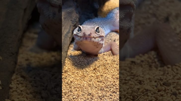 爬虫類部屋に出た白いゴキブリをペットのレオパにあげてみた#shorts #爬虫類 #レオパ #ヒョウモントカゲモドキ #かわいい