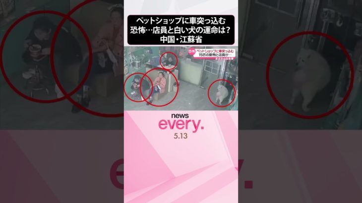 【車突っ込む】ペットショップに車突っ込む　恐怖…店員と白い犬の運命は？　中国・江蘇省  #shorts