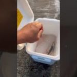 ペット氷を保冷剤代わりにして、魚を冷却する。これは地元釣り人の定番。イワシは鮮度劣化が早いため、氷で冷やして美味しく食べましょう。#shorts