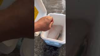 ペット氷を保冷剤代わりにして、魚を冷却する。これは地元釣り人の定番。イワシは鮮度劣化が早いため、氷で冷やして美味しく食べましょう。#shorts