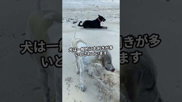 三択クイズ：犬の利き手は？ #ペット #犬 #犬のいる暮らし #犬のいる生活