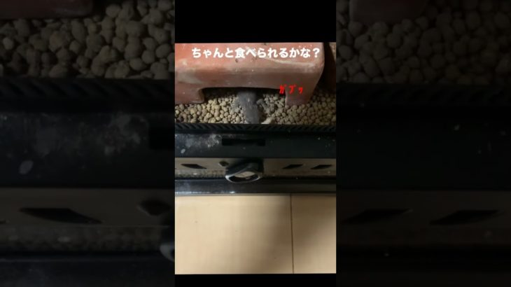 ニホンヤモリ、初めてのハニーワーム！#やもり #ハニーワーム #爬虫類 #飼育 #ペット #ミルワーム