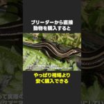 【悪用厳禁】ペットショップでお得に生き物をお迎えできる雑学
