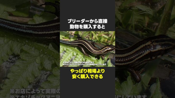 【悪用厳禁】ペットショップでお得に生き物をお迎えできる雑学