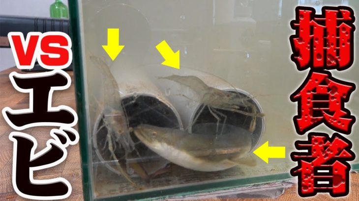 ペットのうなぎに手長エビ入れたら意外な行動に…