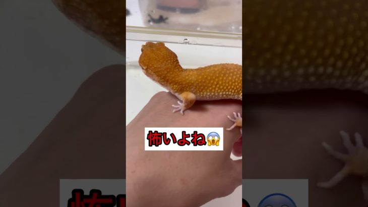 レオパの温浴　#レオパードゲッコー #爬虫類 #ペット