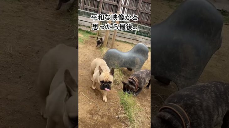 これなんかおかしいですよね？#犬 #いぬ #フレンチブルドッグ #かわいい #ペット #可愛い
