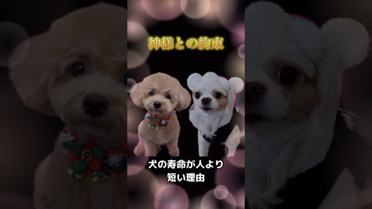 犬の寿命が人より短い理由#マルプー#チワワ#ペット