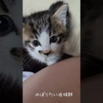 のぼりたいっ！　#ねこ #こねこサポーター#ペットのおうち