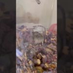 トイレで寝るのが大好きなジャンガリアンハムスターのむむここちゃん #ハムスター #ハムスターちゃんねる #ハムスターのいる生活 #ドワーフハムスターショート動画 #かわいい #癒し