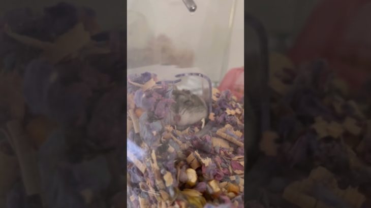 トイレで寝るのが大好きなジャンガリアンハムスターのむむここちゃん #ハムスター #ハムスターちゃんねる #ハムスターのいる生活 #ドワーフハムスターショート動画 #かわいい #癒し