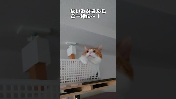 おちゃまる流おもちの作り方 #猫 #ねこ #かわいい #ペット #おもしろ #おすすめ #猫のいる暮らし #ねこのいる生活