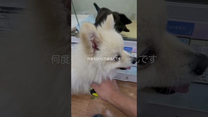 ペットショップに行ったら、絶対に起きないプードルと必ずひっくり変えるカイ犬がいて二匹目を迎えようか本気で悩みました #かわいすぎ #ポメラニアン #琥珀