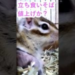 しまりす「ポン吉」庶民の味方！！立ち食いそばまで値上げか？！現になか卯のはいからうどん10円値上げされている！！