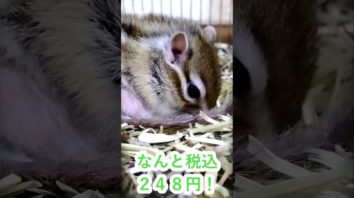 しまりす「ポン吉」激震！！ローソン100の「だけ弁当」すら値上げされていた！！どれも税込216円だったのに！！