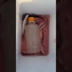 ペット氷は手軽に魚を冷やせると大好評。エコでリーズナブル。1本120円。地元釣り人は、これを自宅で作り釣行時に持参する人も。#shorts