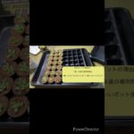 多肉生産たまごのあやです✨️今回はリトルビューティちゃん❣️ちっちゃい子なので4cmポット使ってみた✨️ショート33#多肉生産農業塾2期生 #大分校 #なりちゃん塾