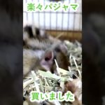 しまりす「ポン吉」激安！！中国製上下セットパジャマ999円！！洗濯に耐えられればお買い得かも！！着心地はサラサラで抜群です！！