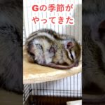 しまりす「ポン吉」激闘！！Gの季節がやってきた！！私は廊下で発見次第踏みつぶします！！部屋には絶対入れない！！