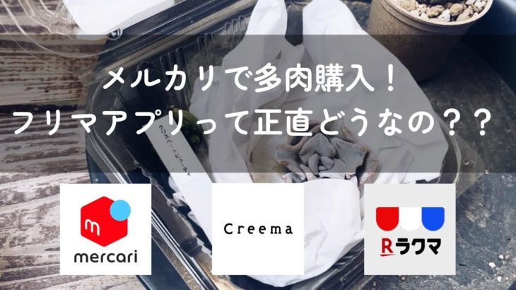 【多肉植物】ネットで多肉購入！念願のクリスペートビューティGET！