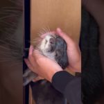 I keep touching koko the otter #otter  #animals  #shorts  #pet  #カワウソ  #ペット  #癒し  #cute