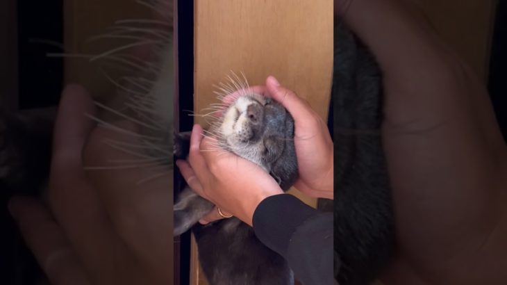 I keep touching koko the otter #otter  #animals  #shorts  #pet  #カワウソ  #ペット  #癒し  #cute