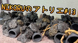 NIKORU のアトリエ#13 #animals #aquarium #生き物 #ペット#爬虫類