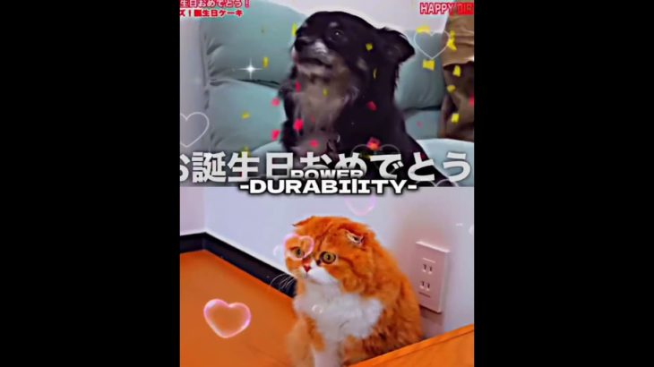 チクワVSもふこ#フィッシャーズ #ヒカキン