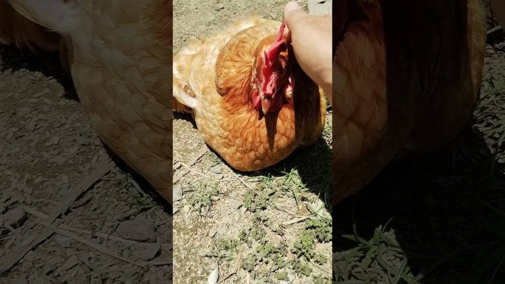 犬みたいなニワトリ🐔#にわとり #ニワトリ #おじいちゃん #鶏ちゃん #animals #鶏舎 #ペット #かわいい動物 #癒やし