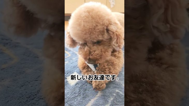 高齢犬の日常🐶新しいお友達#daiso #ペット用品 #老犬 #トイプードル #シニア犬との暮らし #犬のいる暮らし #もふもふ #fyp