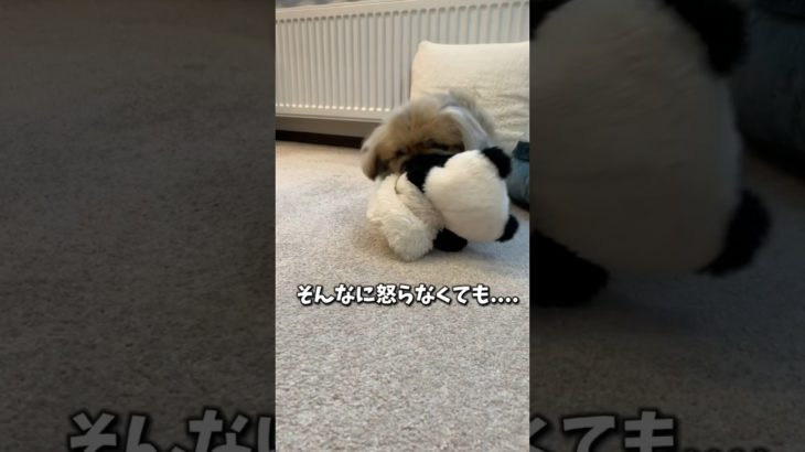 ペットショップに行って来た日の出来事　#shors